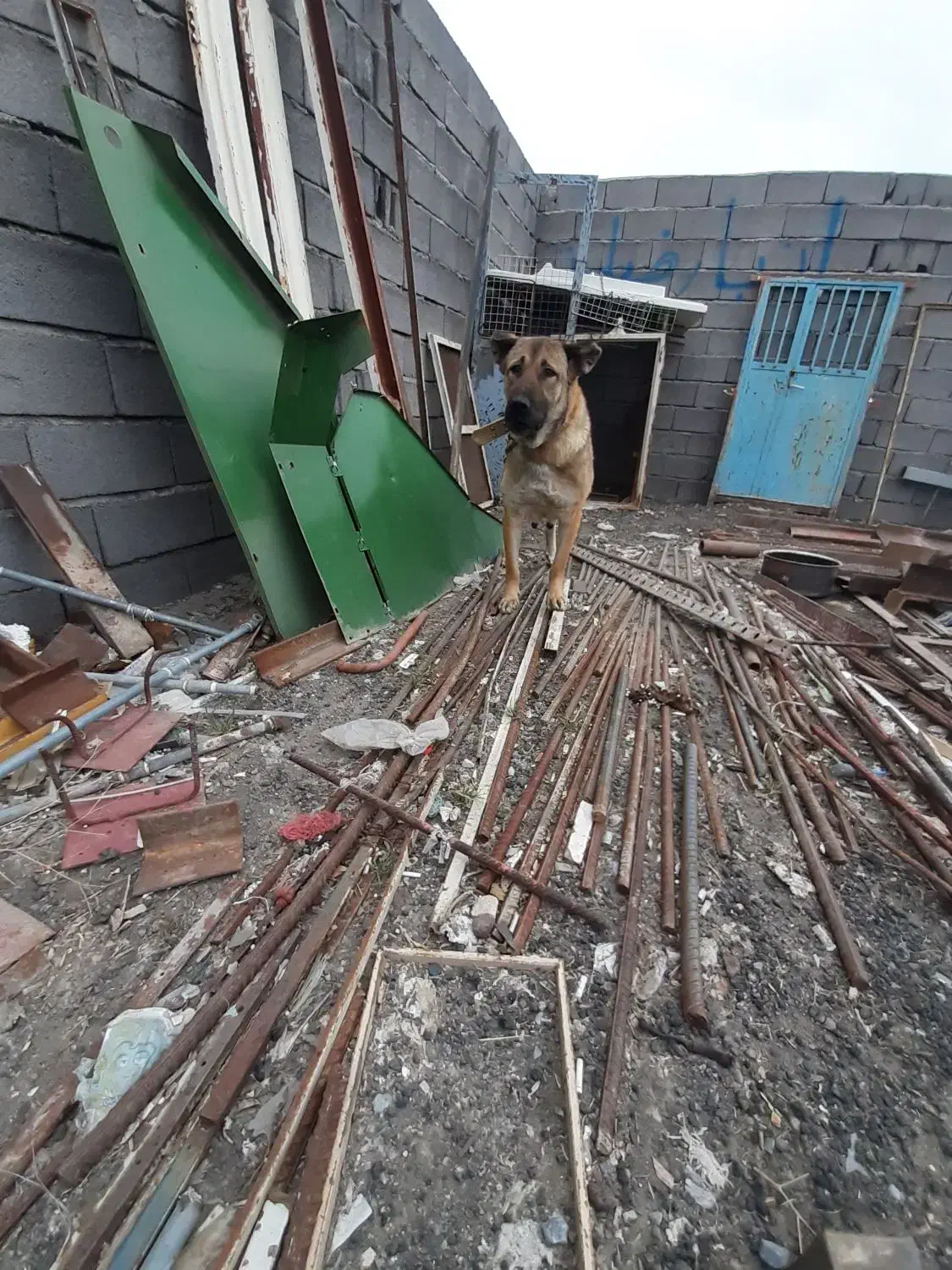 سگ سرابی|سگ|قروه, |دیوار