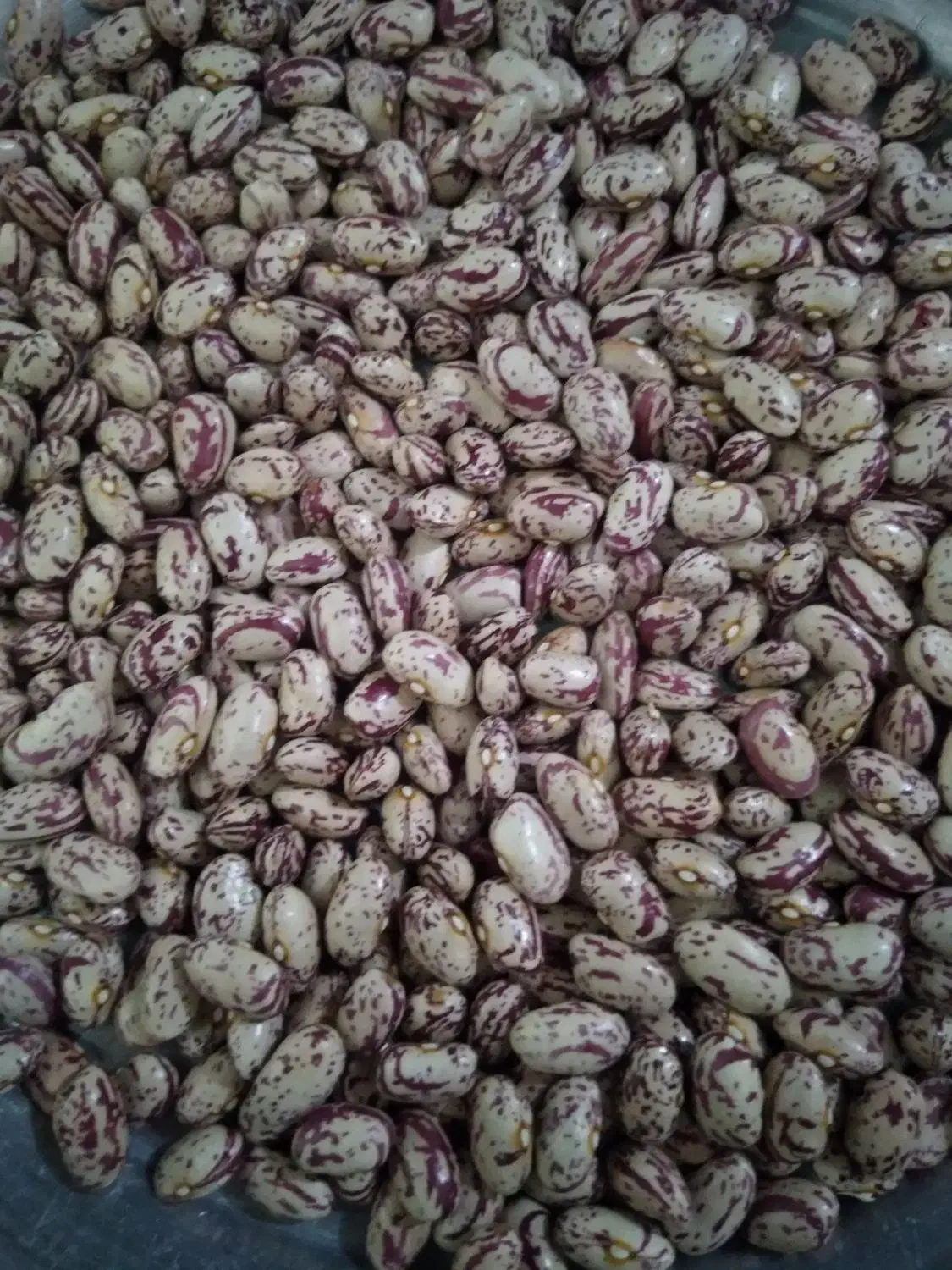 لوبیا چیتی|عمده‌فروشی|مهربان, |دیوار