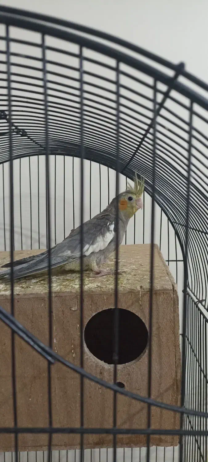 عروس هلندی|پرنده|پاکدشت, پاکدشت (مامازند)|دیوار