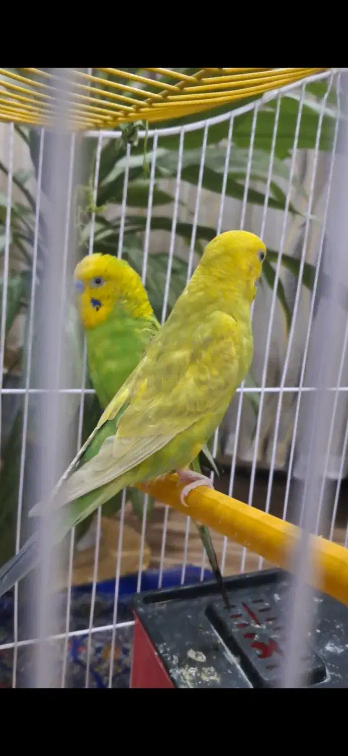 مرغ عشق با دو تا تخم|پرنده|سنندج, |دیوار