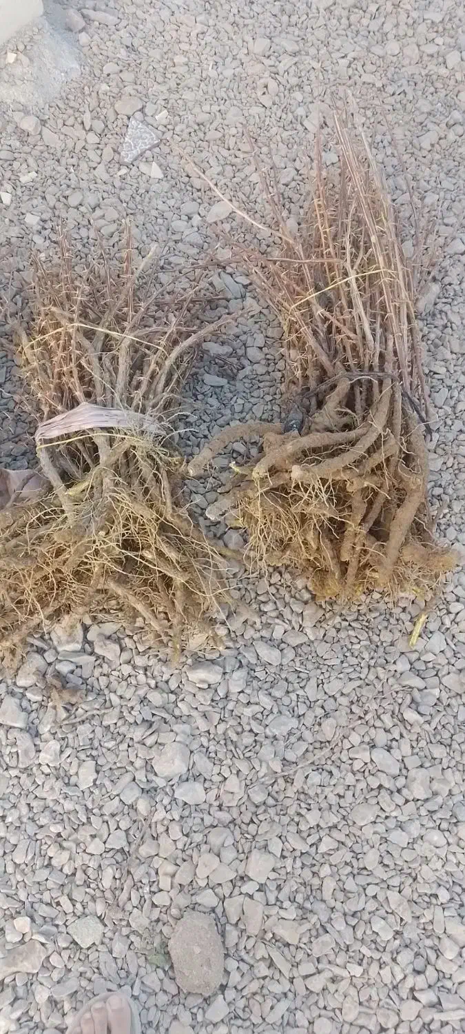 فروش وارسال نهال زرشک وعناب به سراسر کشور|خدمات باغبانی و درختکاری|قائن, |دیوار