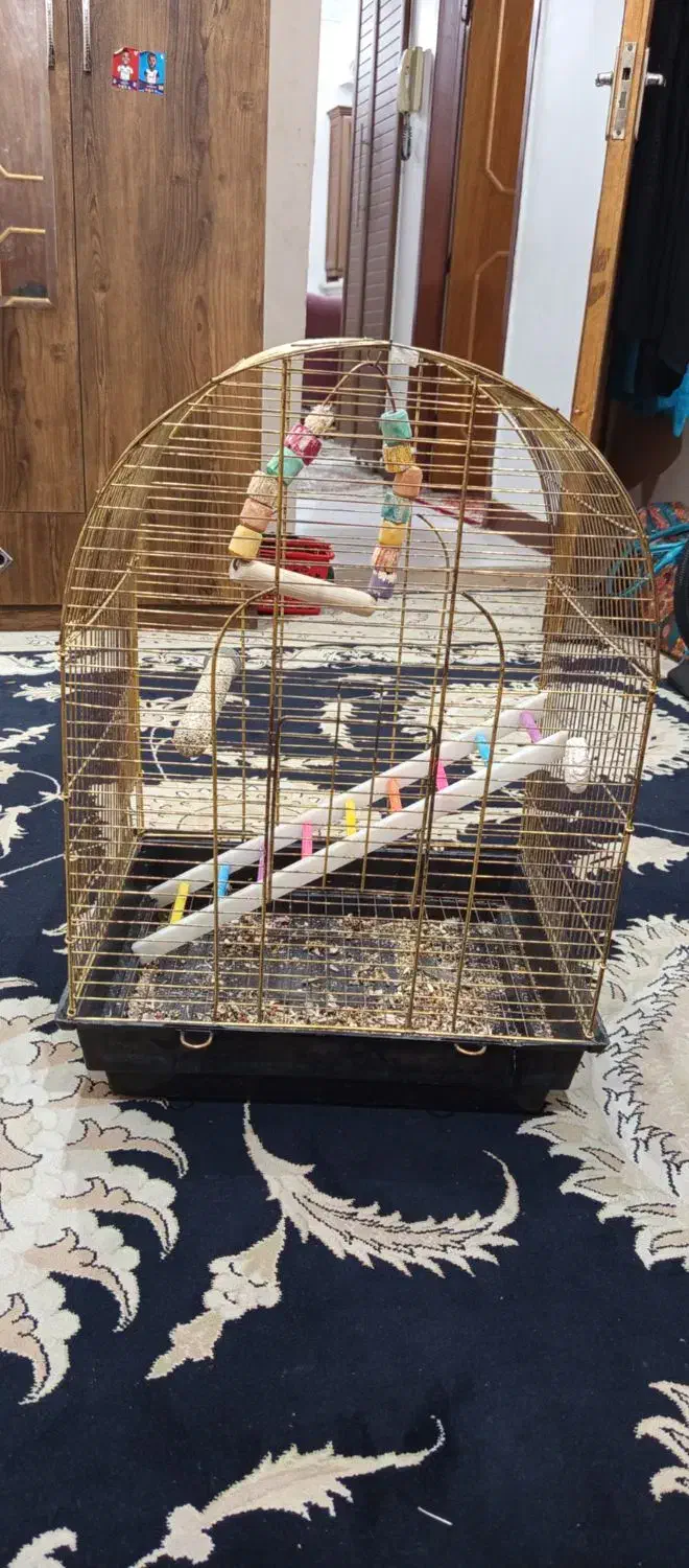 قفس کاسکویی با وسایل|لوازم جانبی حیوانات|اهواز, زیتون کارمندی|دیوار