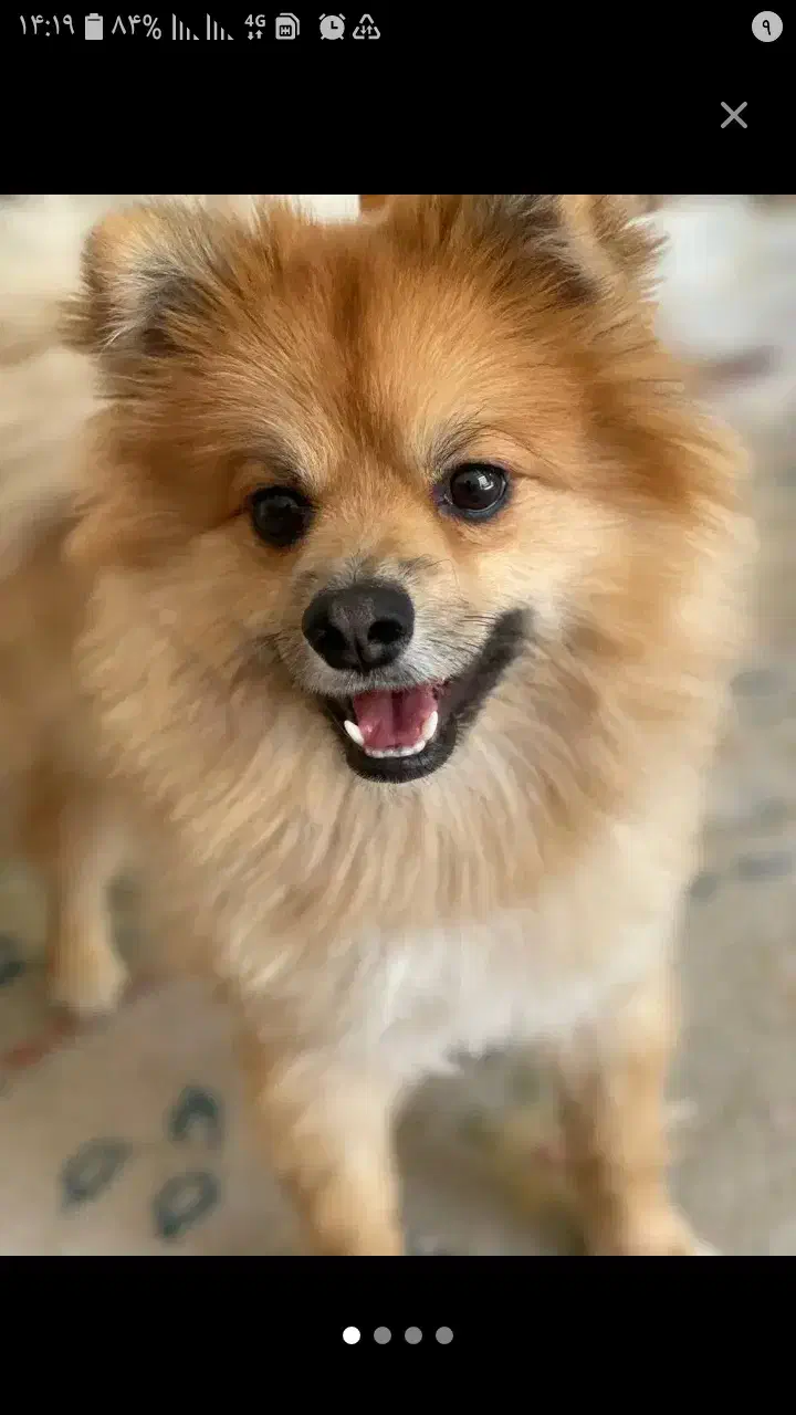 واگذاری سگ شیتزو ژرمن بعهده میگیرم|سگ|کاشان, خرمدشت|دیوار