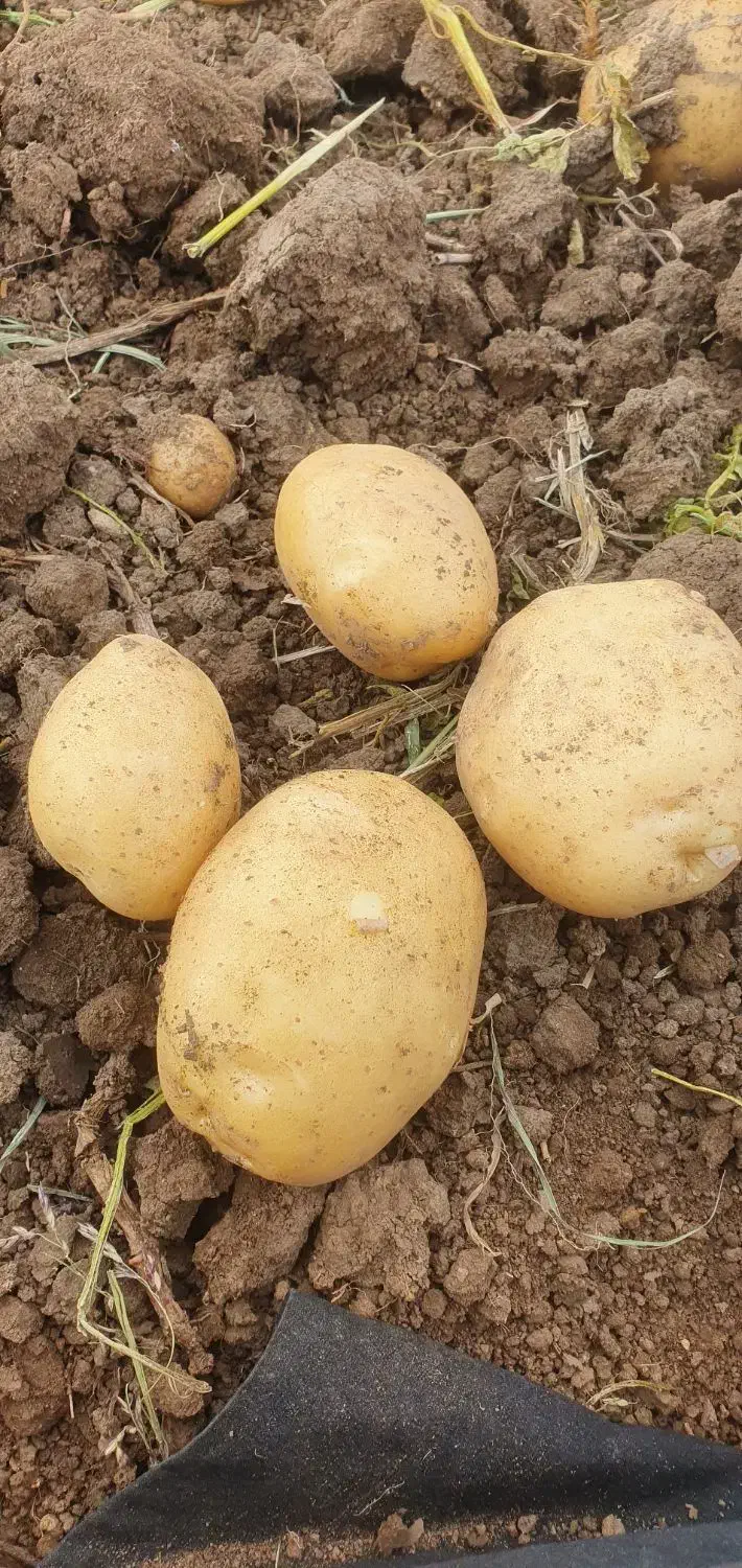 اجاره ۹هکتارونیم زمین مرغوب  بارانی برا کاشت پیاز|اجارهٔ دفتر صنعتی، کشاورزی، تجاری|روانسر, |دیوار