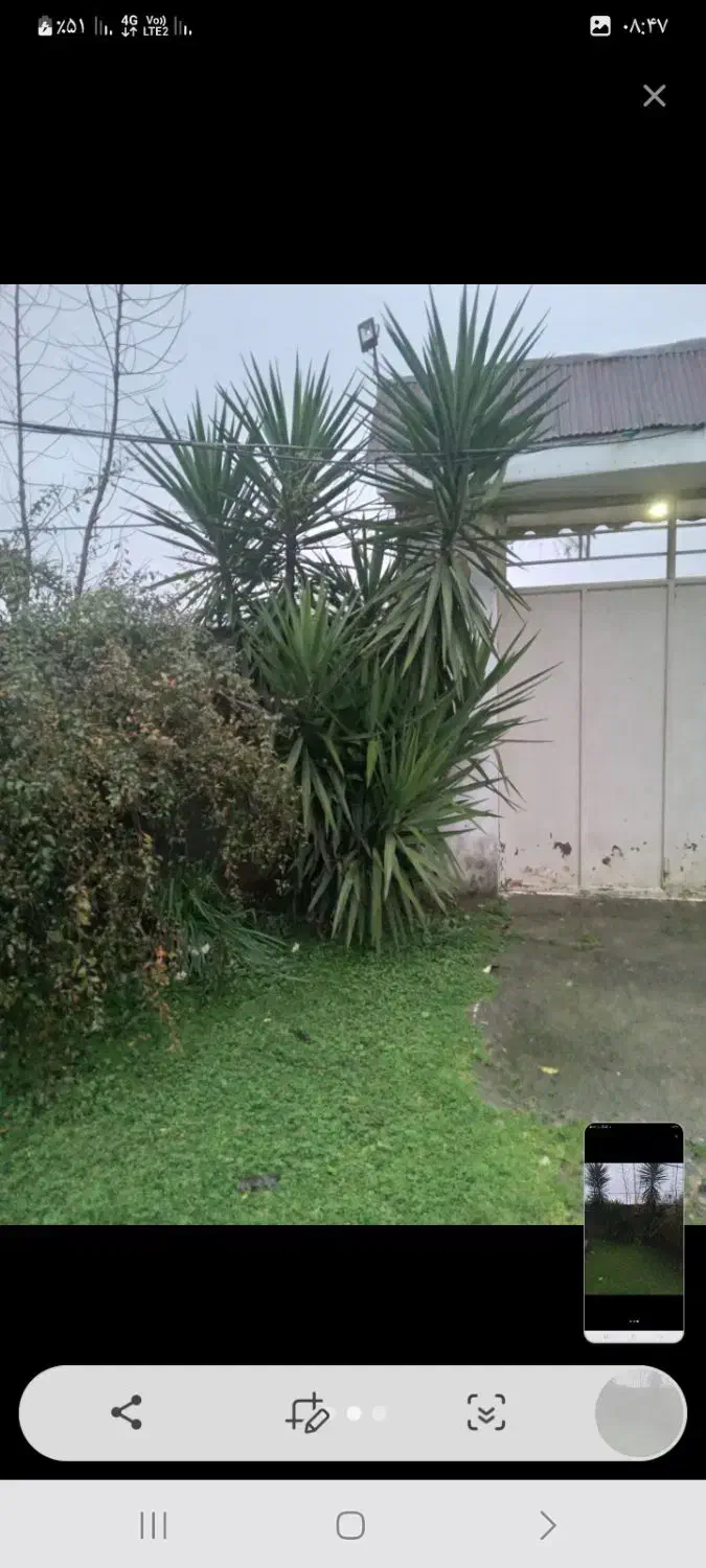 گل یوکا|گل و گیاه طبیعی|لولمان, |دیوار