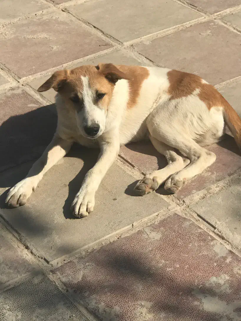 واگذاری توله ۸ ماهه ماده|سگ|پاکدشت, پاکدشت (مامازند)|دیوار