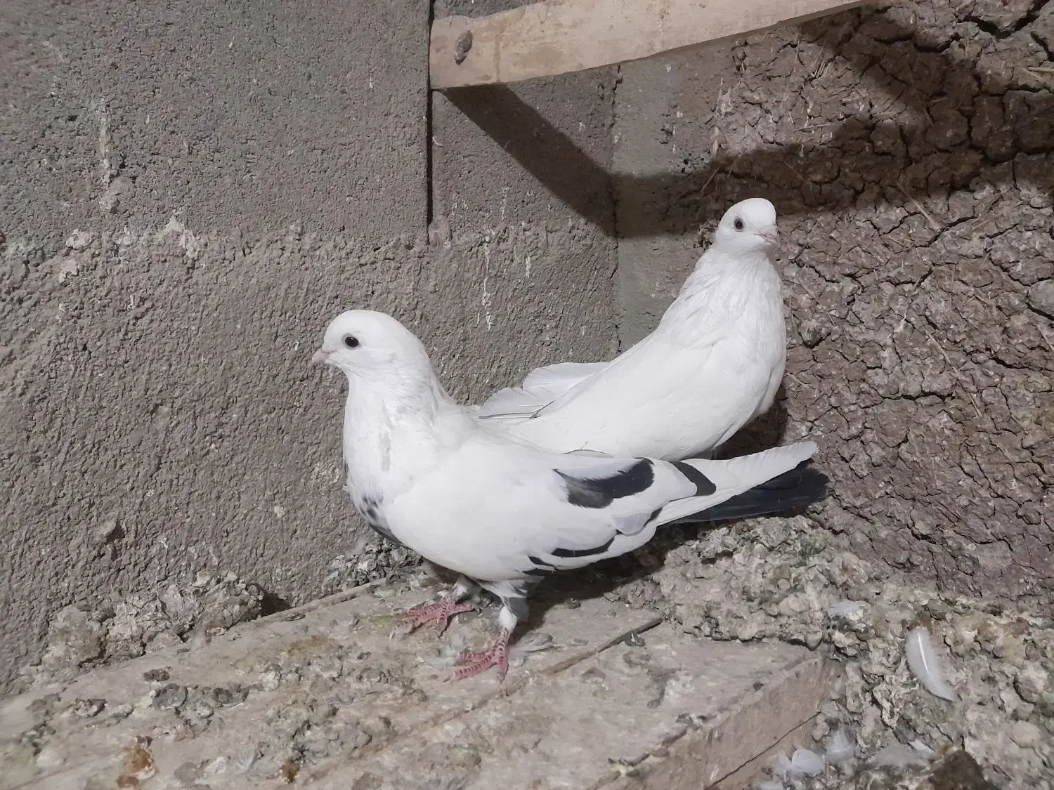 توک دم دمسیاه کبوتر|پرنده|لالجین, |دیوار