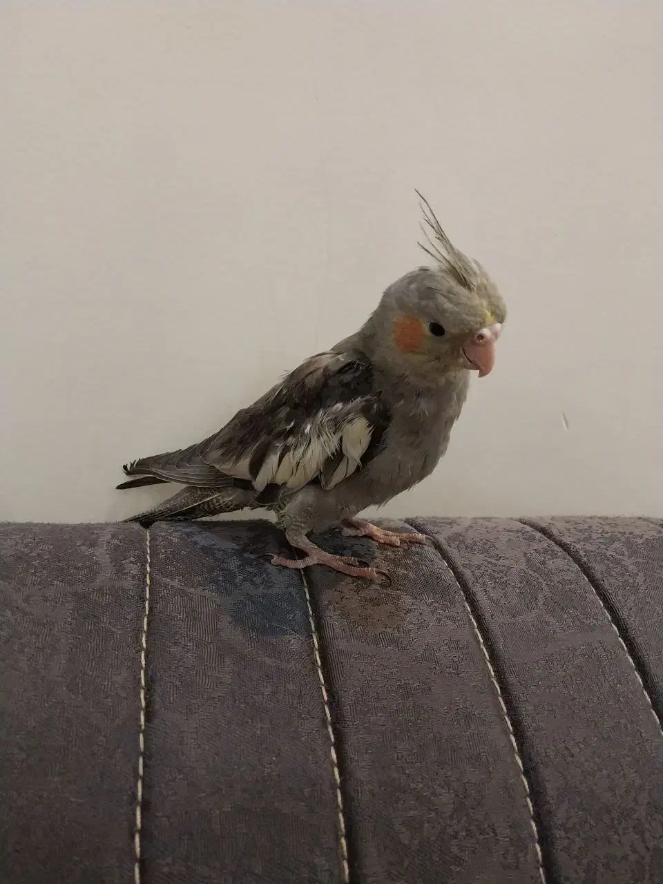 عروس هلندی دو ماهه|پرنده|تهران, هاشمی|دیوار