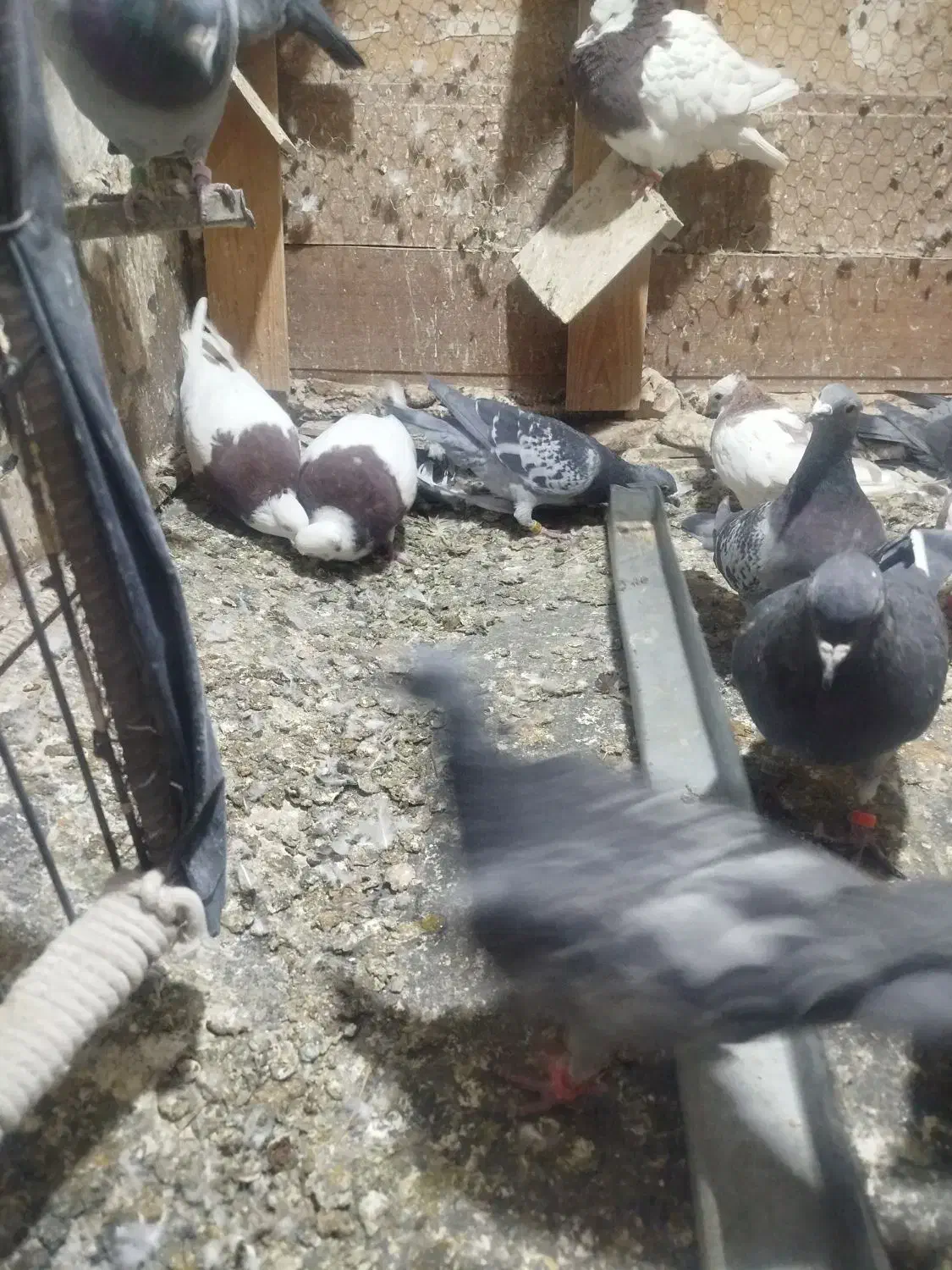 کبوترطوقی|پرنده|گلبهار, شهر جدید گلبهار|دیوار