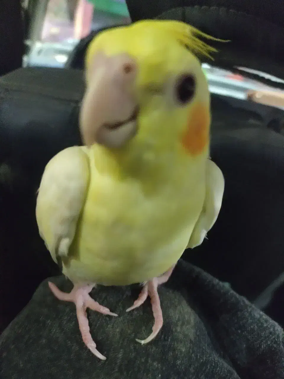 عروس هلندی لوتینو|پرنده|خمک, |دیوار