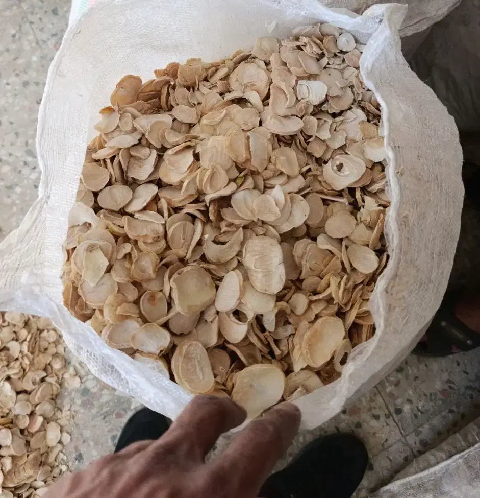 نیازمند موسیر|خدمات باغبانی و درختکاری|تهران, ونک|دیوار