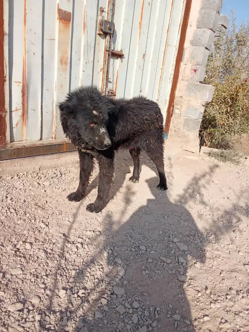 سگ نگهبان|سگ|برخوار, |دیوار