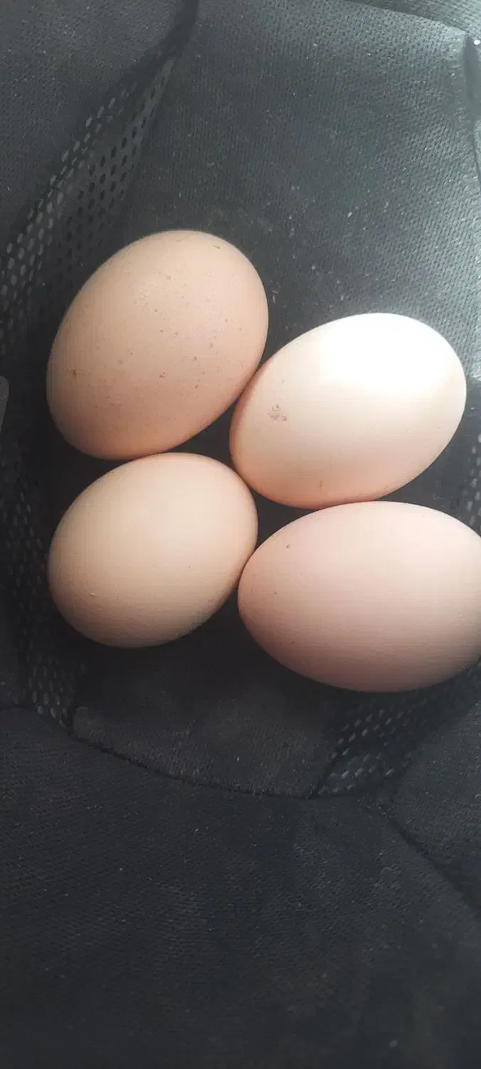 تخم مرغ نطفه دار لاری|حیوانات مزرعه|حمیدیا, |دیوار