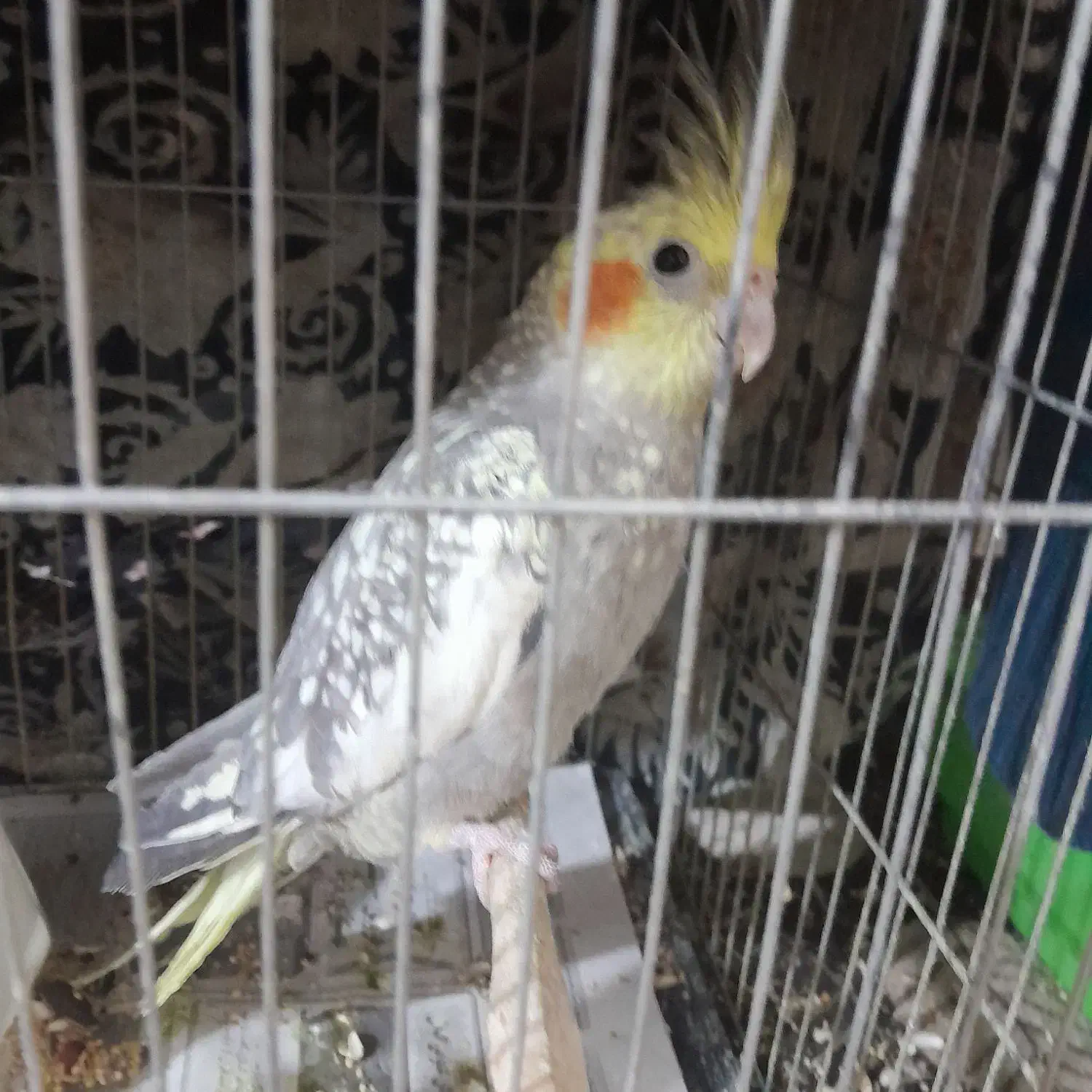 عروس هلندی سه ماهه شاه تخم|پرنده|قائم‌شهر, |دیوار