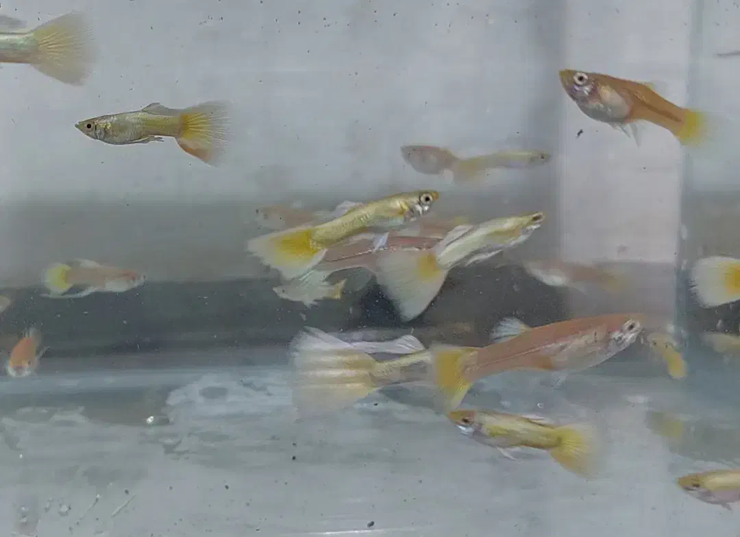 فروش ماهی گوپی به قیمت عمده|ماهی|نجفآباد, فردوسی|دیوار