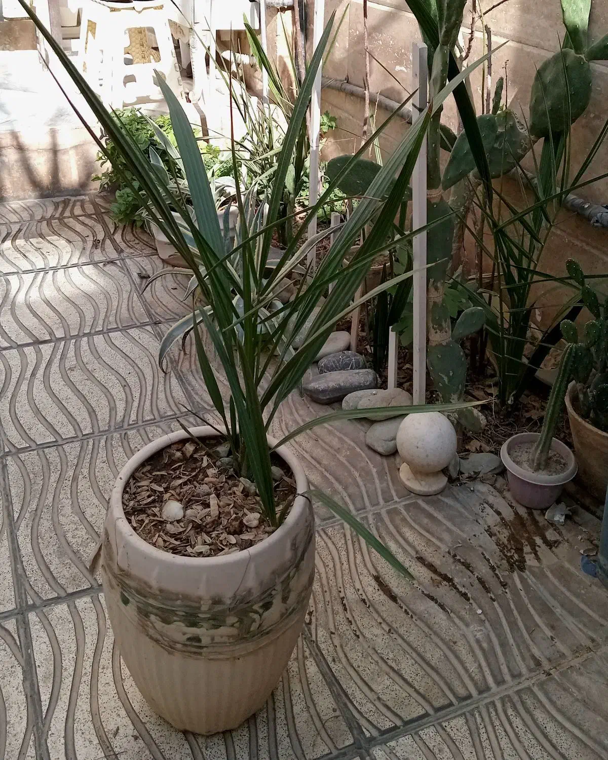 نخل خرما نهال 5 ساله|گل و گیاه طبیعی|بهارستان, |دیوار