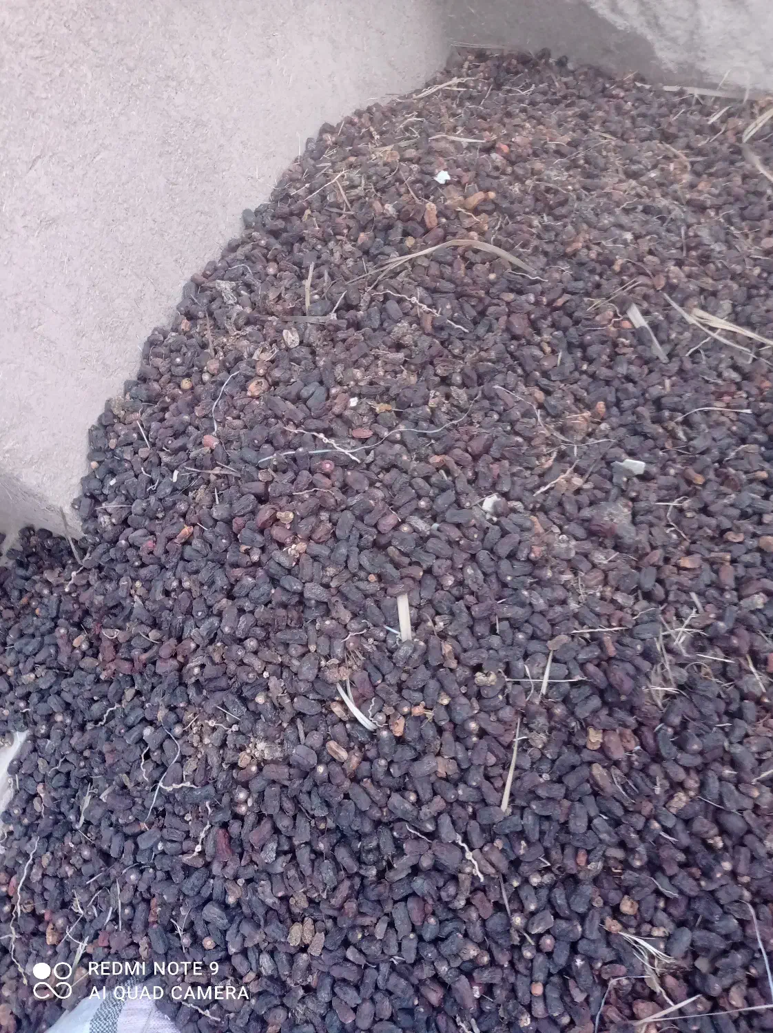 فروش خرما کده|عمدهفروشی|نرماشیر, |دیوار