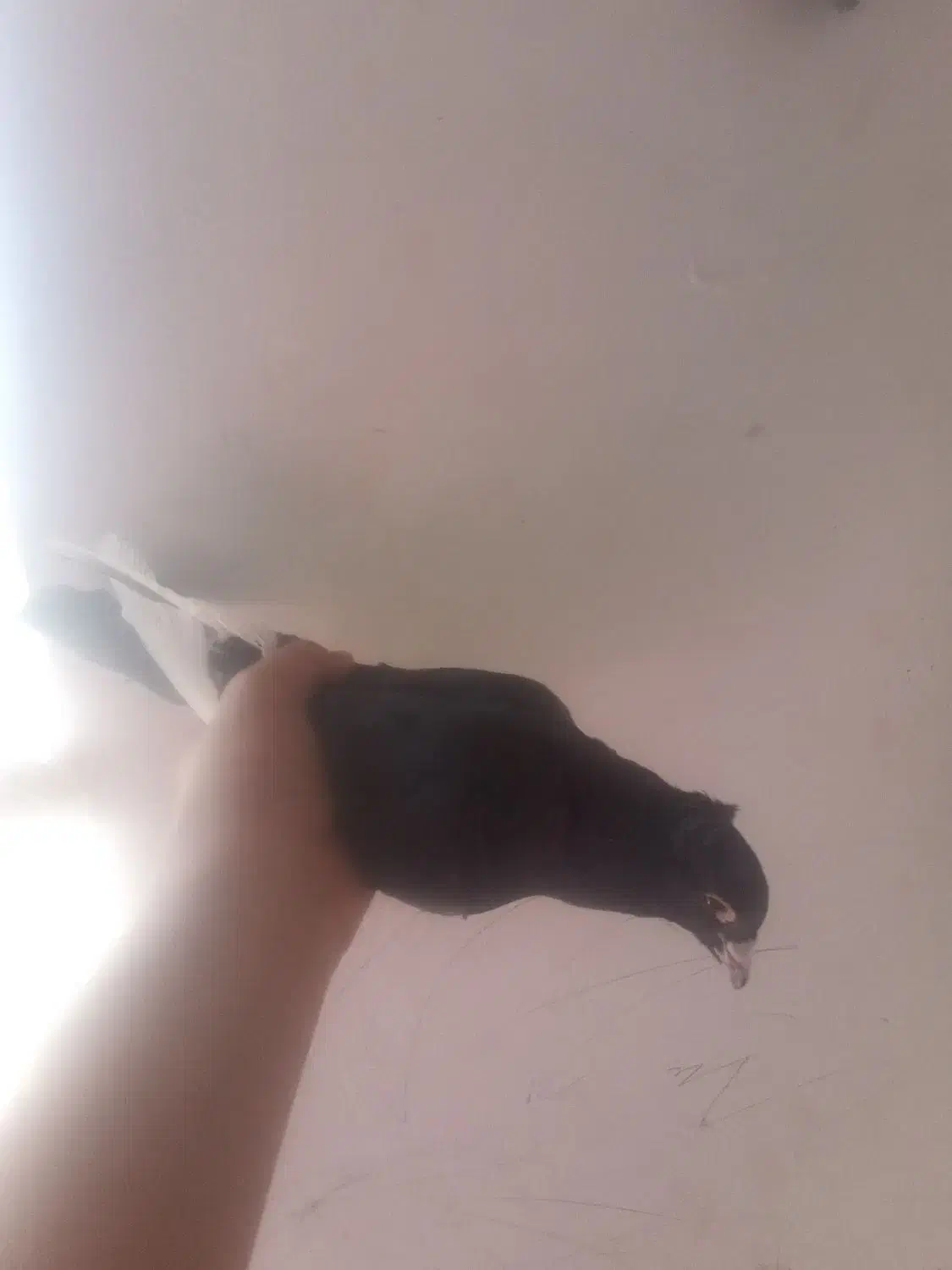 جفت شیرازی بایک پلنگ نر|پرنده|کرمان, |دیوار