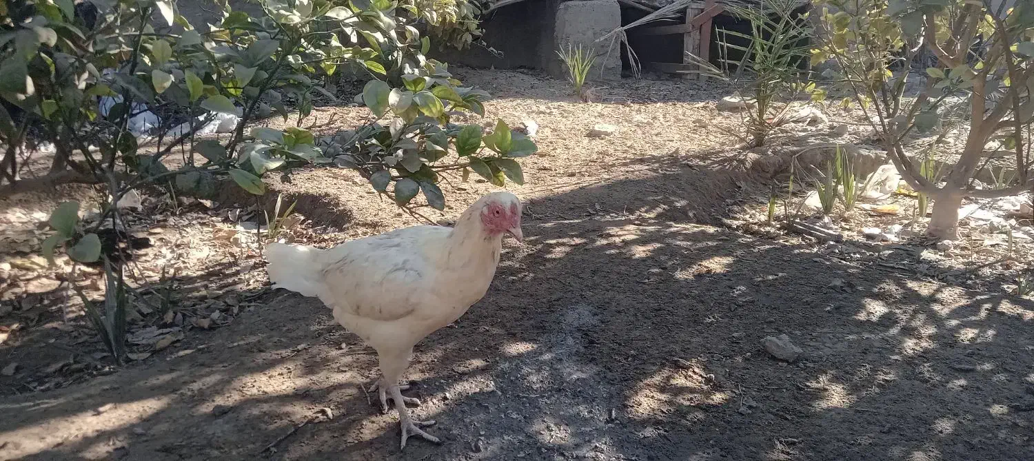 مرغ محلی|حیوانات مزرعه|میناب, |دیوار