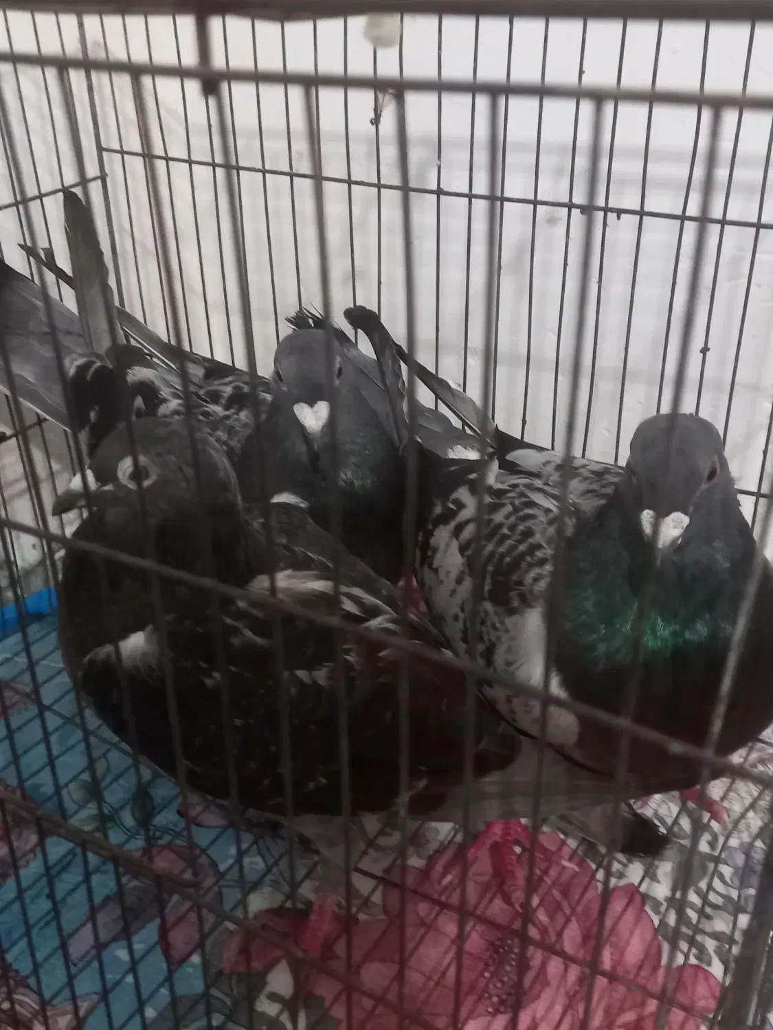 فروش کبوتر آلمانی|پرنده|دابودشت, |دیوار