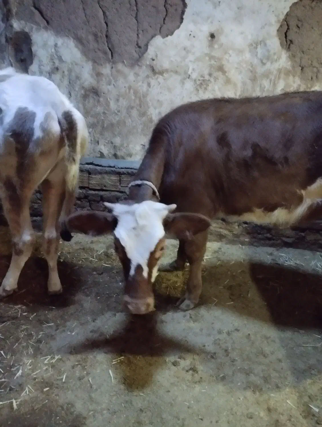 کوساله|حیوانات مزرعه|خواجه, |دیوار