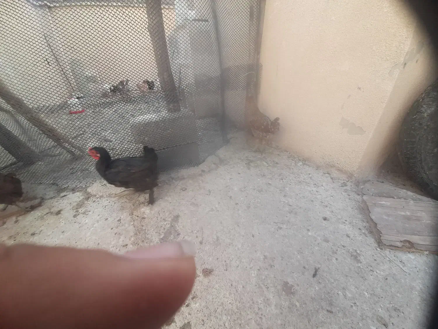 مرغ|پرنده|دهدشت, |دیوار