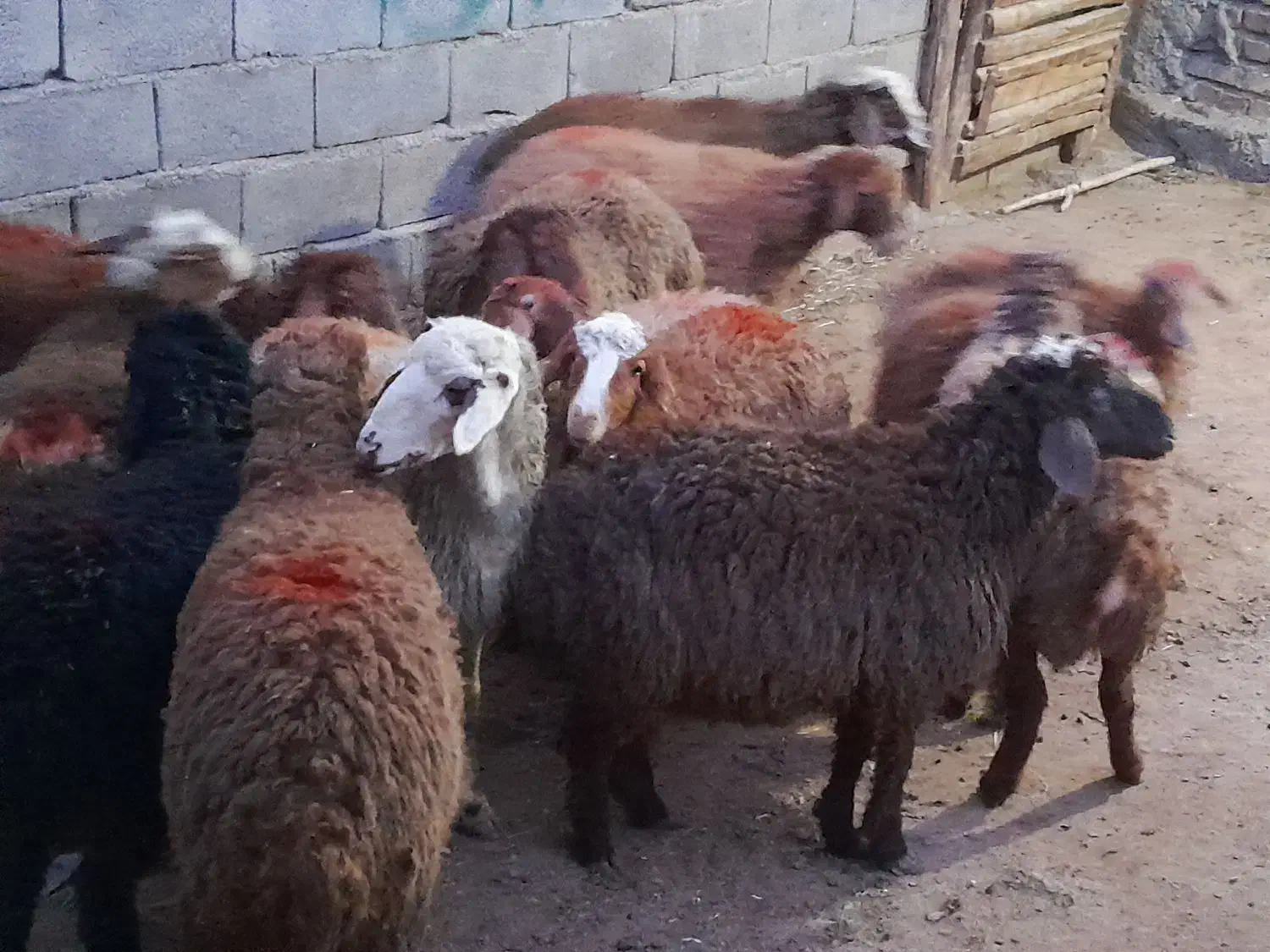گوسفند کاور ماده|حیوانات مزرعه|سنقر, |دیوار