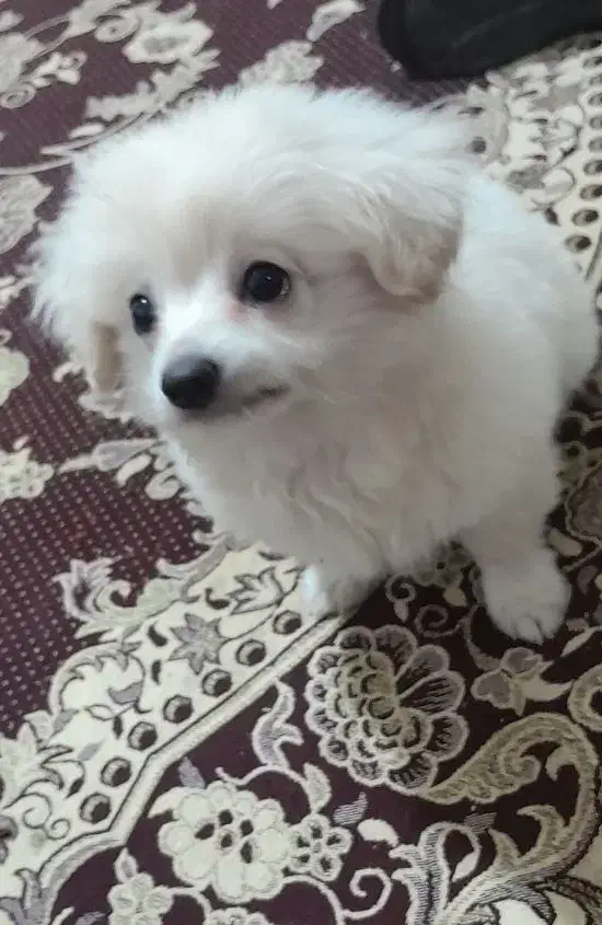 سگ پامر|سگ|سنندج, |دیوار