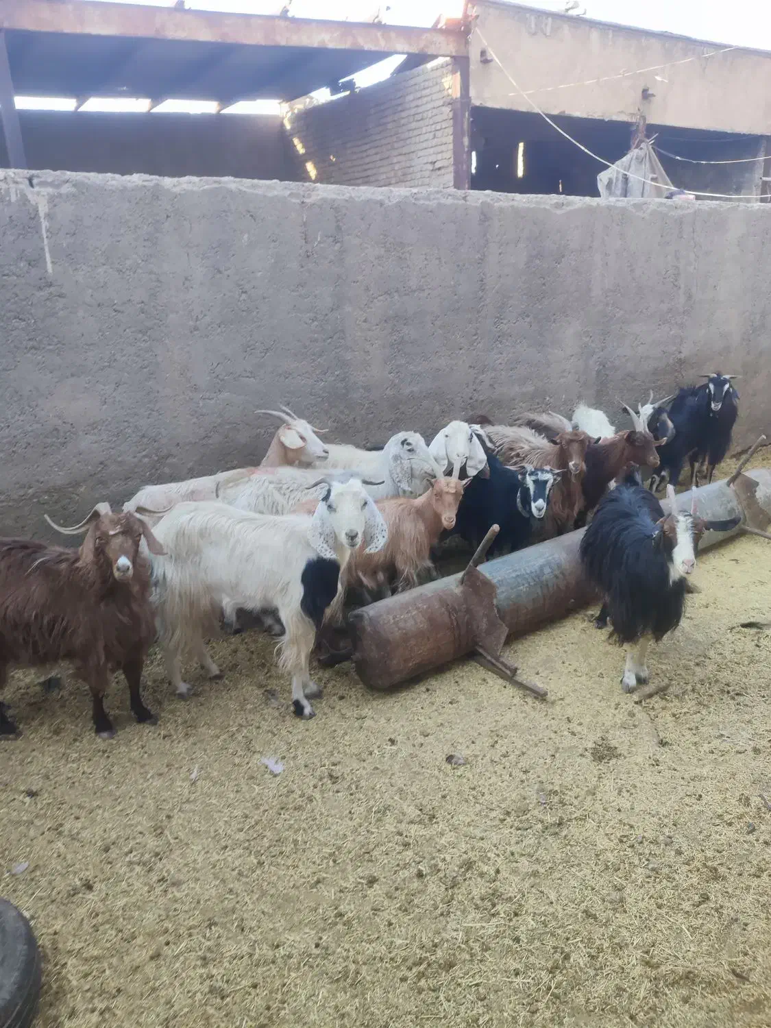 بره وبزغاله خوراک خور میش شال بز آبستن|حیوانات مزرعه|قم, شهر قائم|دیوار