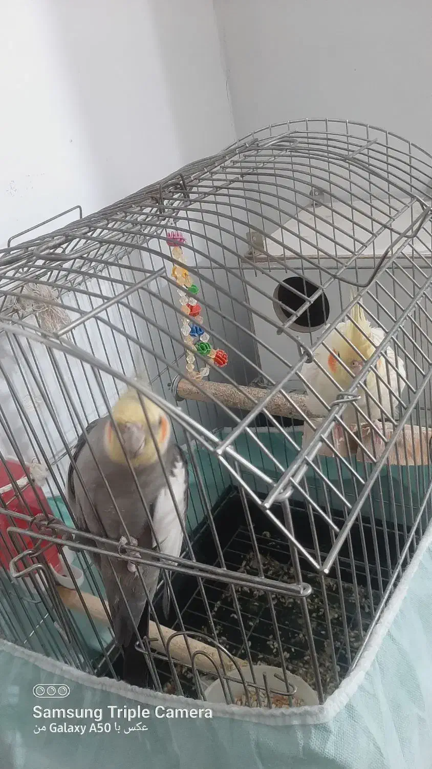 جفت  طوطی عروس|پرنده|رباط‌کریم, مسکن مهر آبشناسان|دیوار