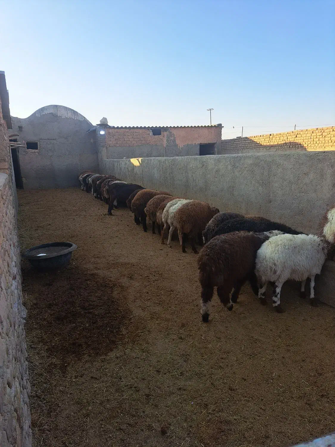 دام سبک|حیوانات مزرعه|سبزوار, قصبه شرقی|دیوار