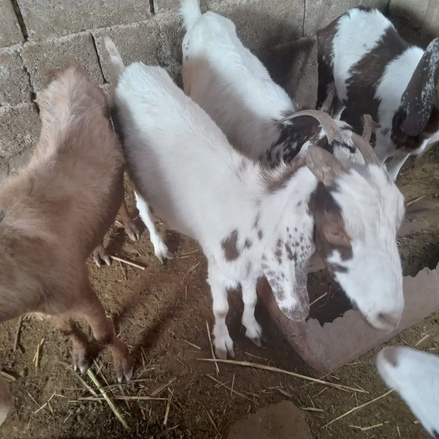 تعدادی بز سالم وخوش خراک|حیوانات مزرعه|خرمشهر, |دیوار