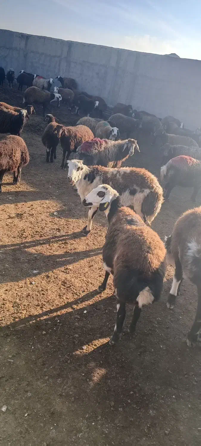 بره قوچ پلنگی|حیوانات مزرعه|زاوه, |دیوار