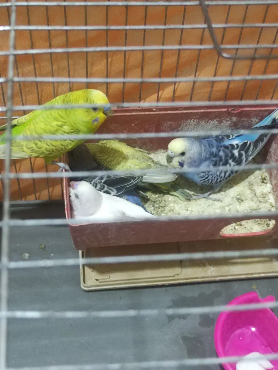 مرغ عشق جفت|پرنده|الوند, |دیوار