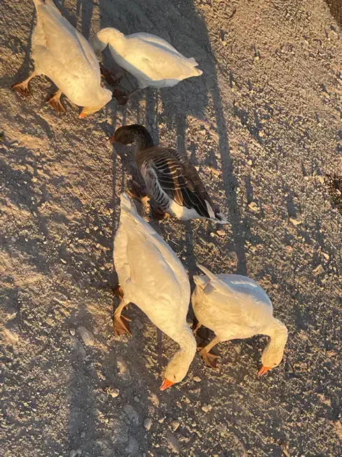 قاز محلی|حیوانات مزرعه|اردبیل, |دیوار