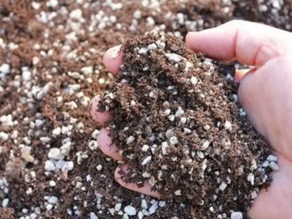 پرلیت گلخانه ای|گل و گیاه طبیعی|مشهد, خواجه ربیع|دیوار