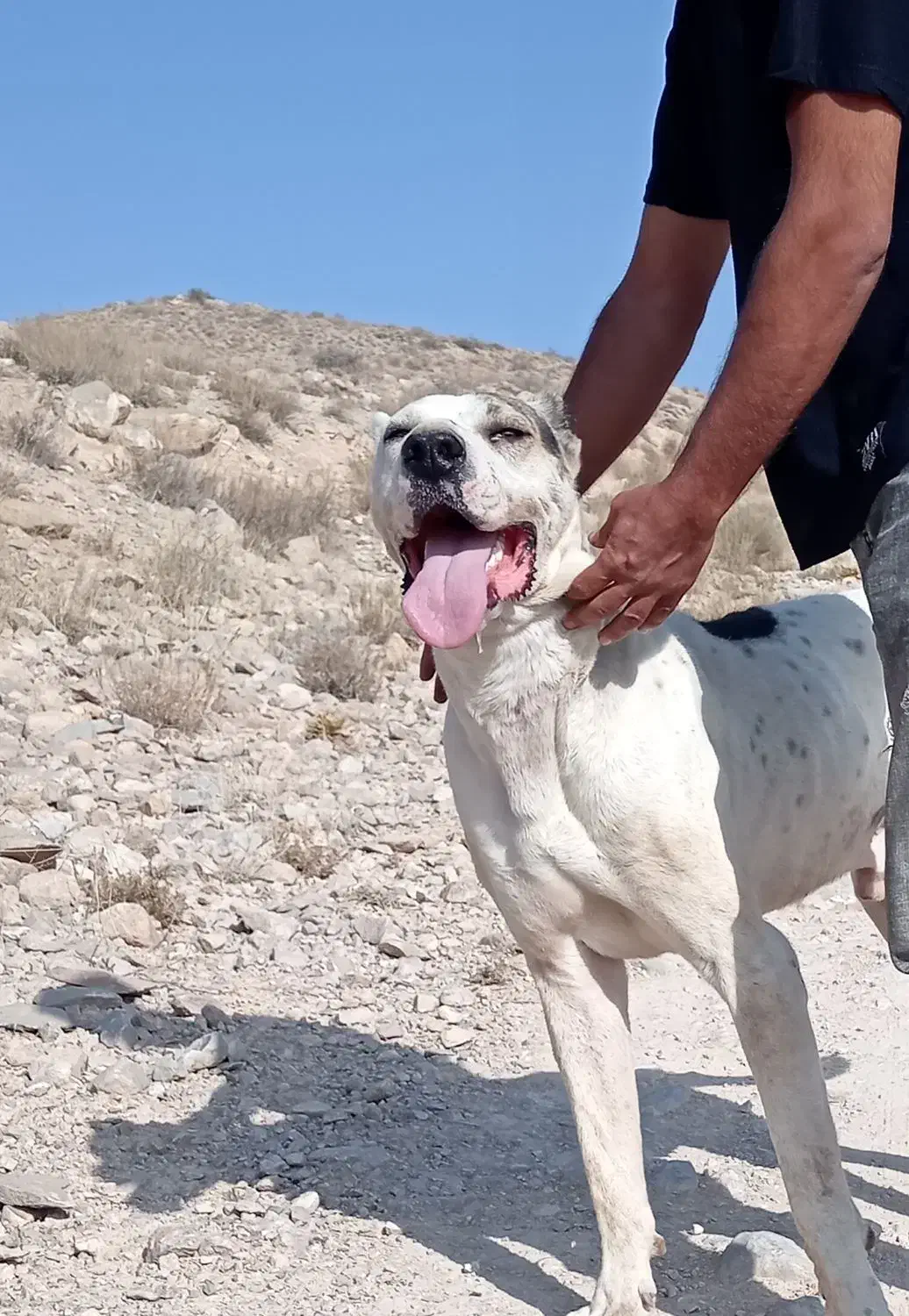 بولی خراسانی|سگ|چناران, |دیوار