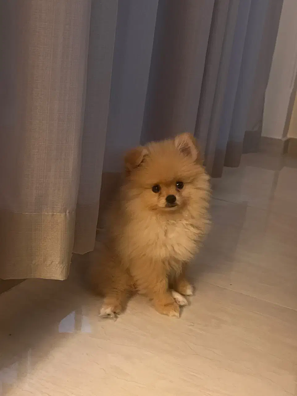 واگذاری سگ پامر ۴ ماهه|سگ|رامسر, |دیوار