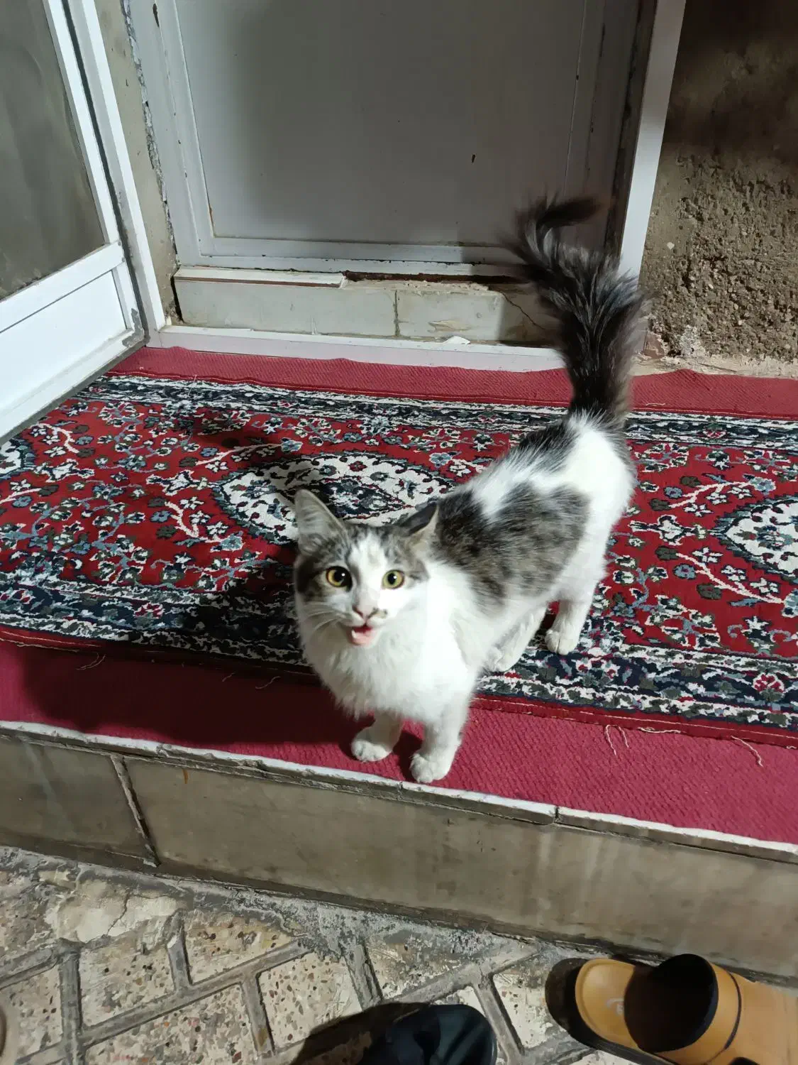 یک گربه پرشین  قیمت یک میلیون و پانصد هزار تومن|گربه|گنبد کاووس, |دیوار