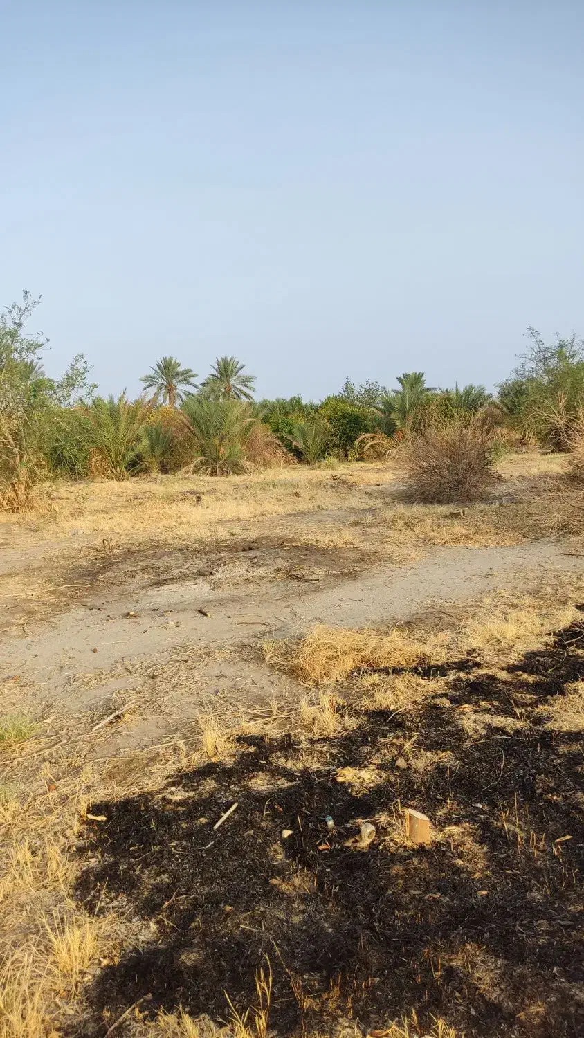 اجاره نیم هکتار زمین کشاورزی جهاد آباد (قطره ای)|اجارهٔ دفتر صنعتی، کشاورزی، تجاری|عنبرآباد, |دیوار