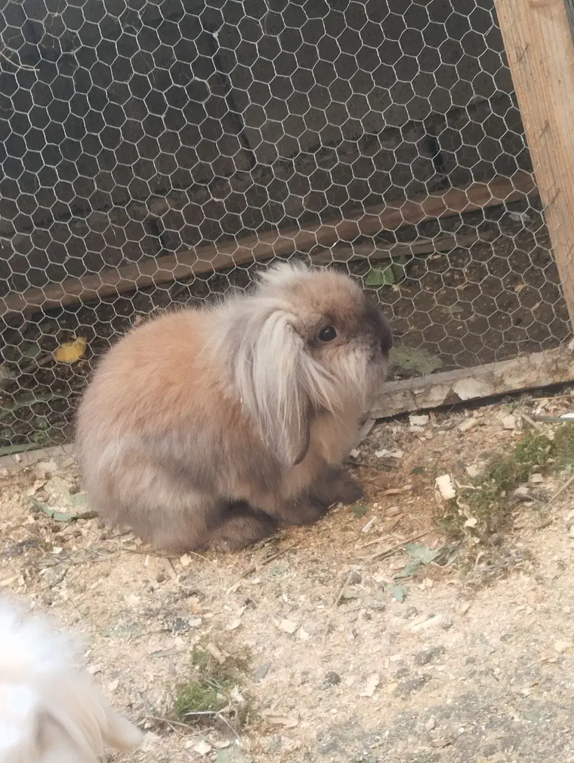 خرگوش لوپ اصیل|موش و خرگوش|آمل, |دیوار