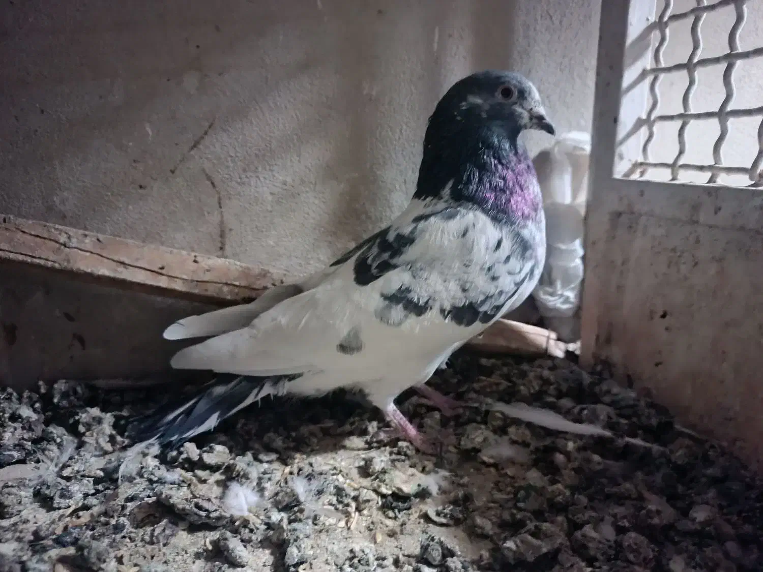 نرپاکستانی اصل|پرنده|قم, علی آباد سعدگان|دیوار