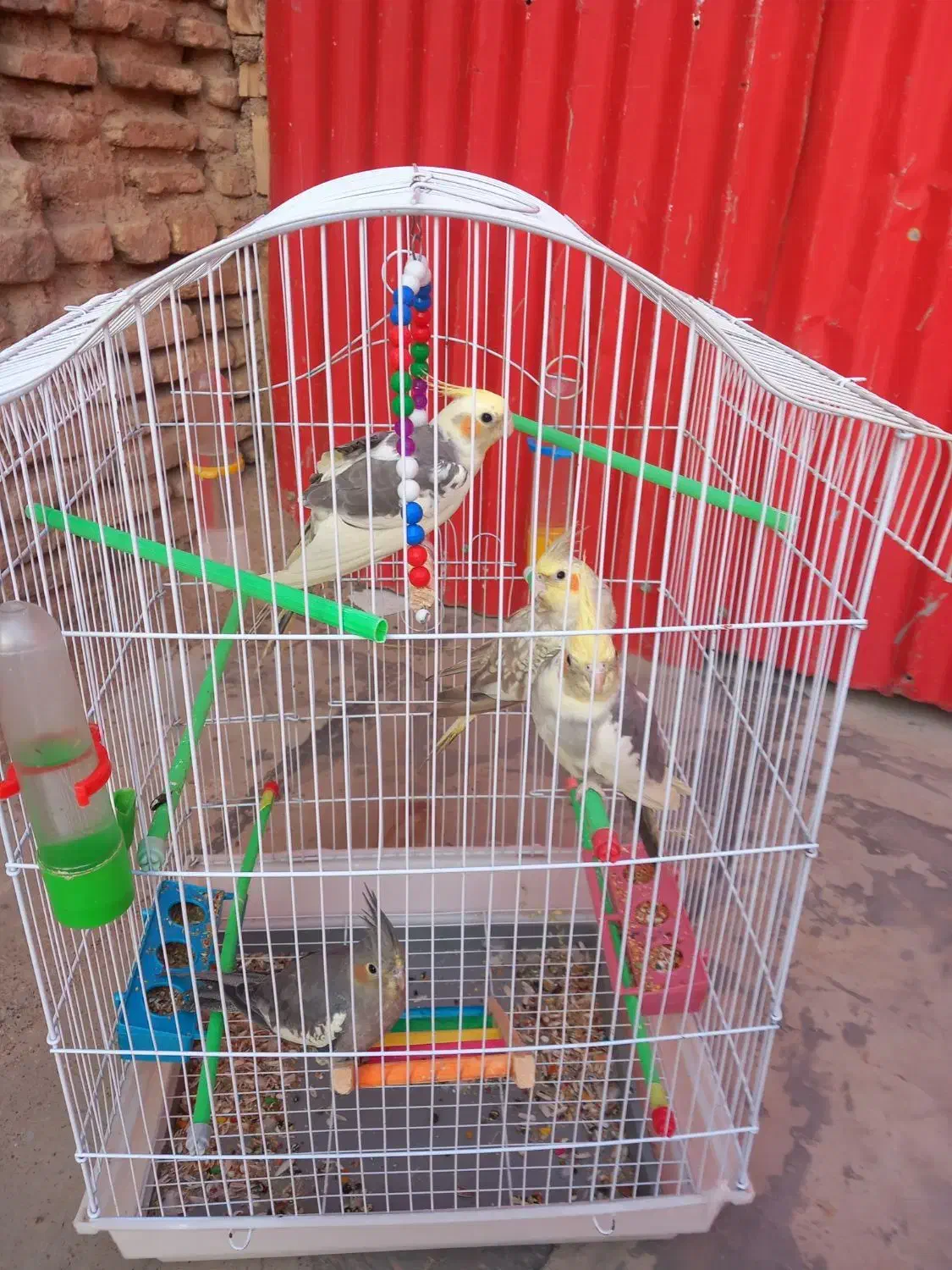 عروس هلندی|پرنده|اندیمشک, |دیوار