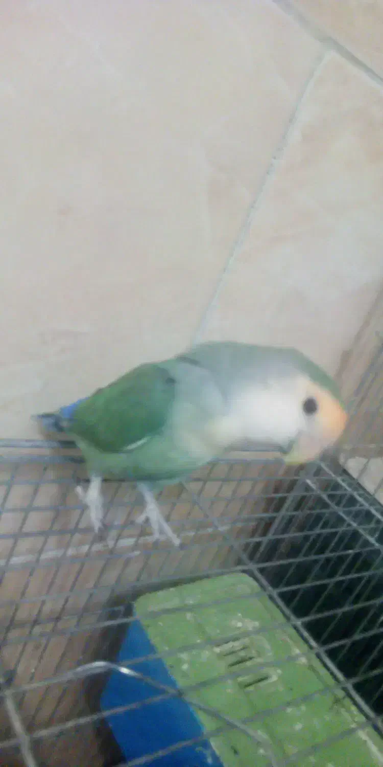 کوتوله|پرنده|اصفهان, فردوان|دیوار