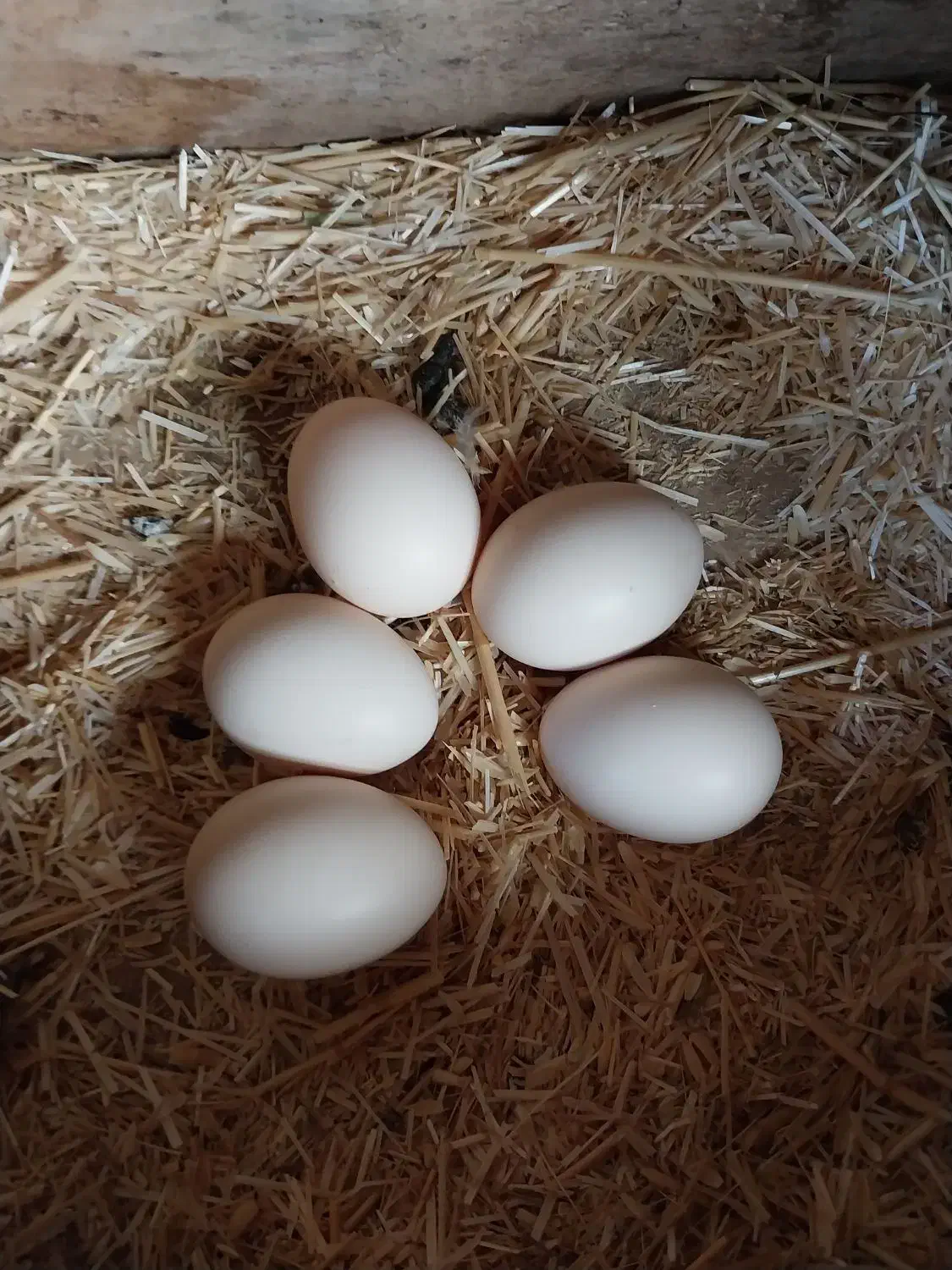 تخم نطفه دار مرغ اصیل لری تک رنگ|حیوانات مزرعه|کرج, اصفهانی‌ها|دیوار