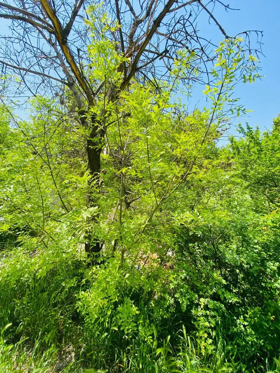 باغچه کوشک زر ....هشتگرد|فروش زمین و ملک کلنگی|هشتگرد, کوشک زر|دیوار