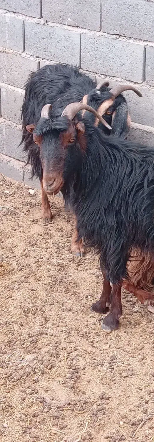 یک جفت بز آبست|حیوانات مزرعه|تربت جام, معدآباد|دیوار