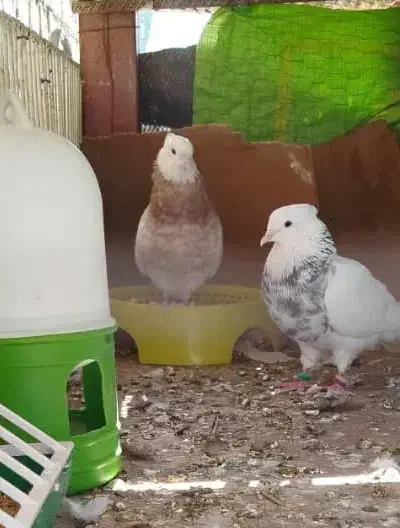 پرنده|پرنده|لالی, |دیوار