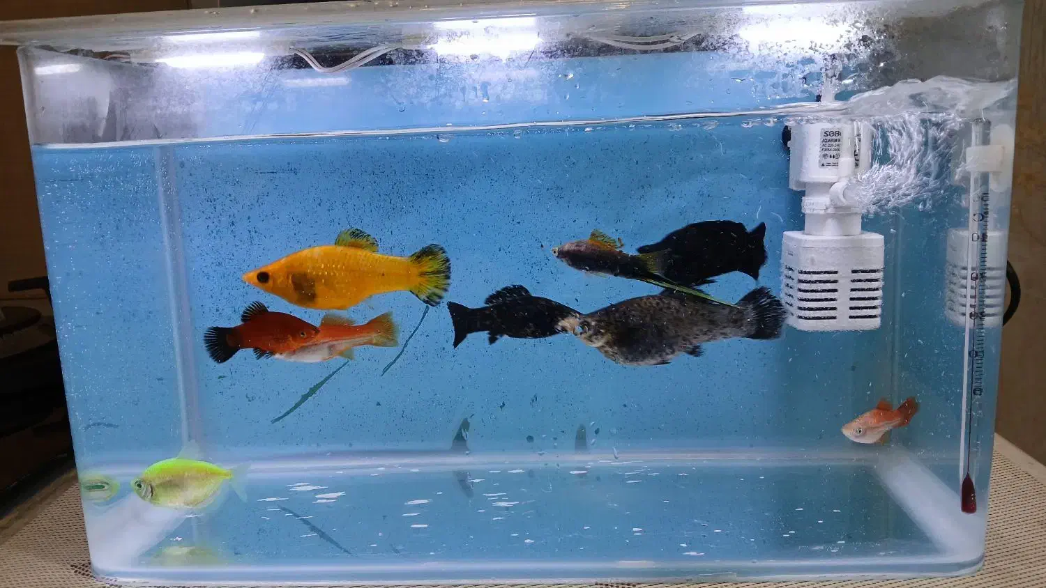 ماهی|ماهی|سبزوار, توحیدشهر|دیوار