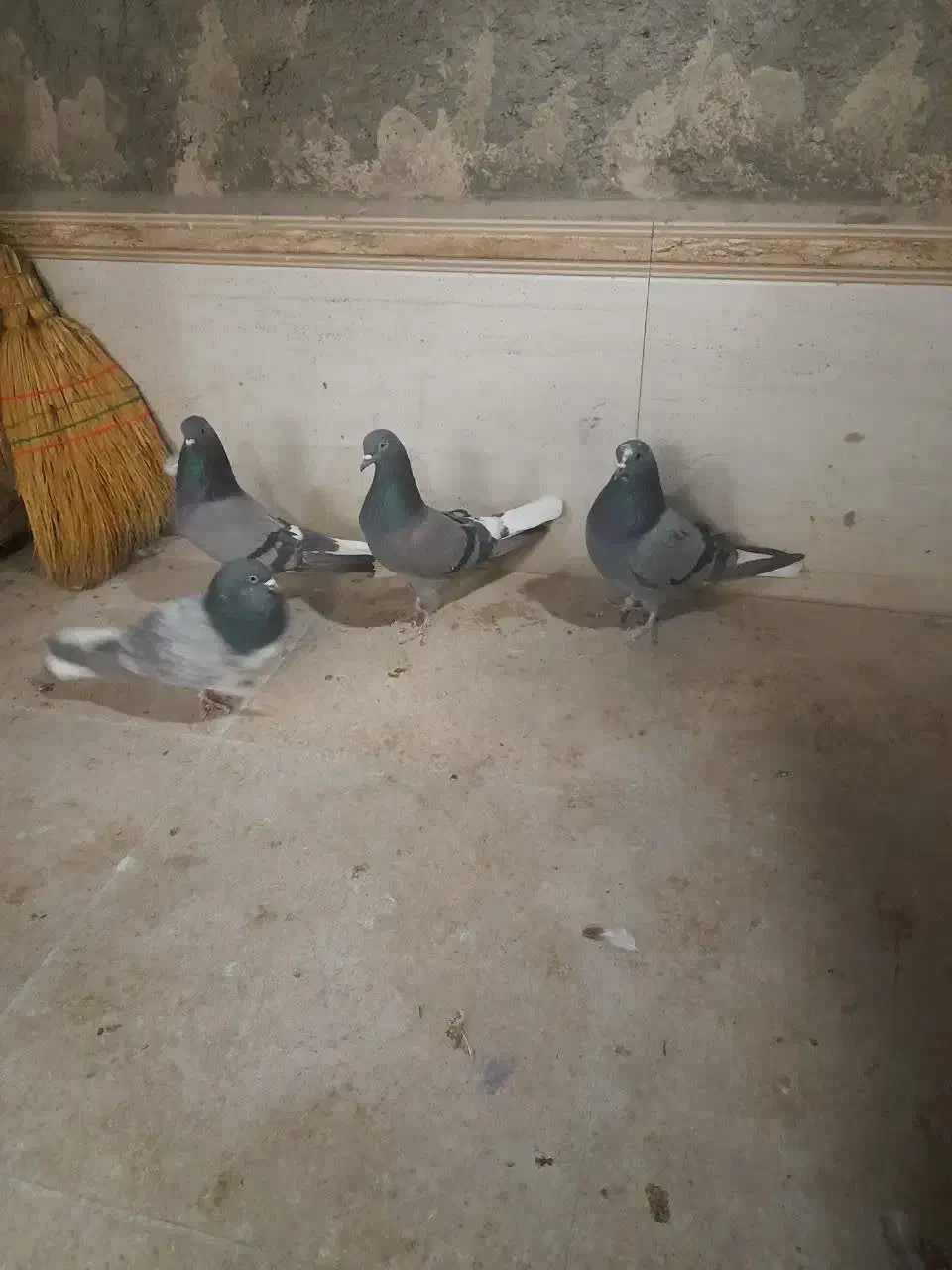 کبوتر مایه پرش سنگین|پرنده|تهران, آرژانتین|دیوار